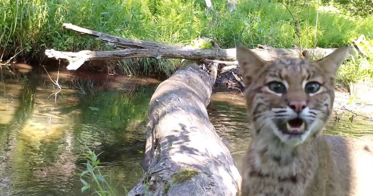 wildcat on log bridge mewing at camera