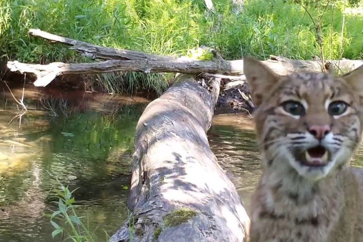 wildcat on log bridge mewing at camera
