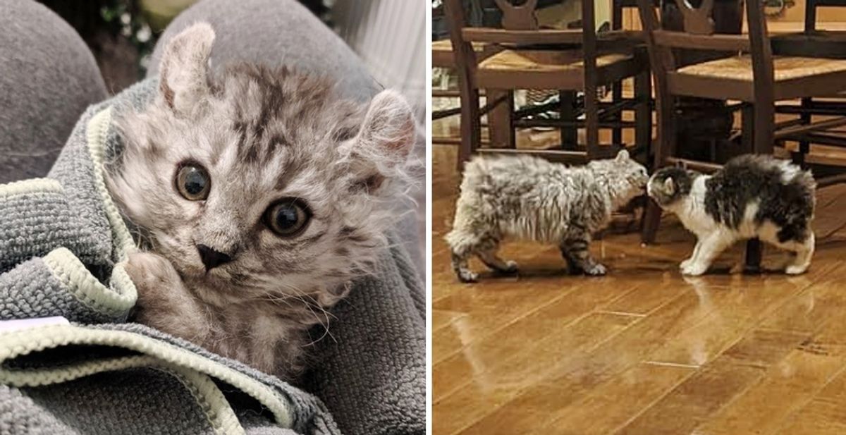 Woman Rescued Kitten Born Tailless and Went Back for His Sister Too