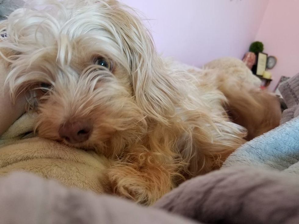Meet My Dog: New York's Finest Rosie Mae