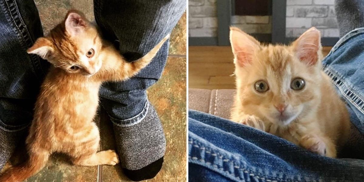 Stray Kitten Rescued from Fire, Cuddles Man and Won't Let Go - Love Meow