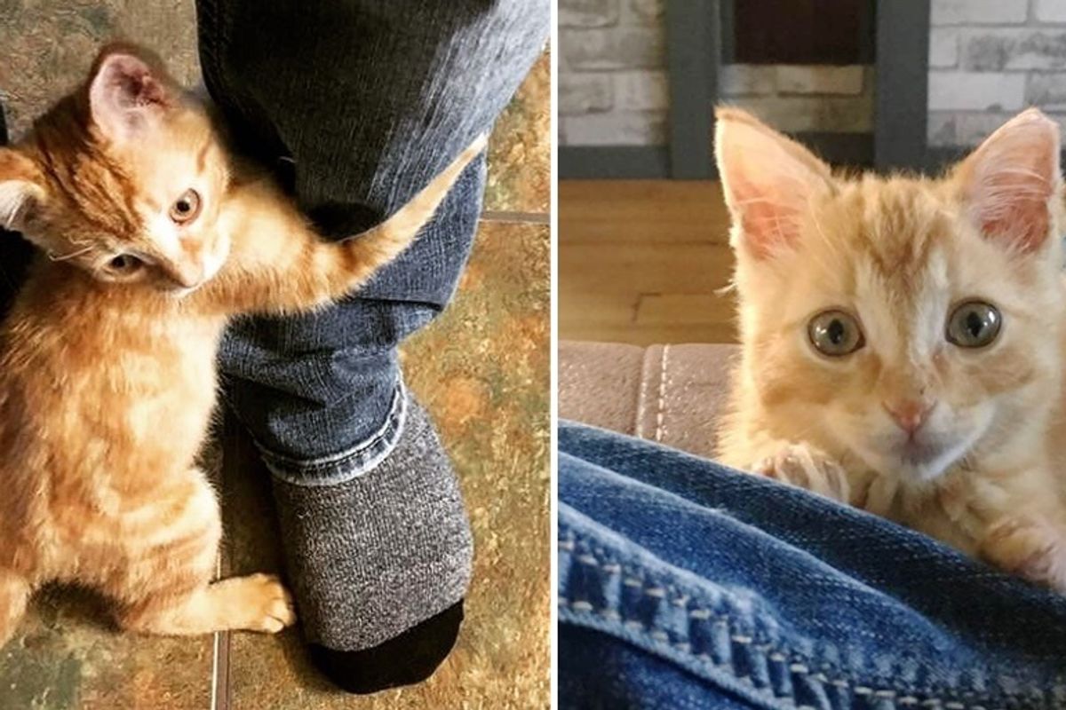 Stray Kitten Rescued from Fire, Cuddles Man and Won't Let Go