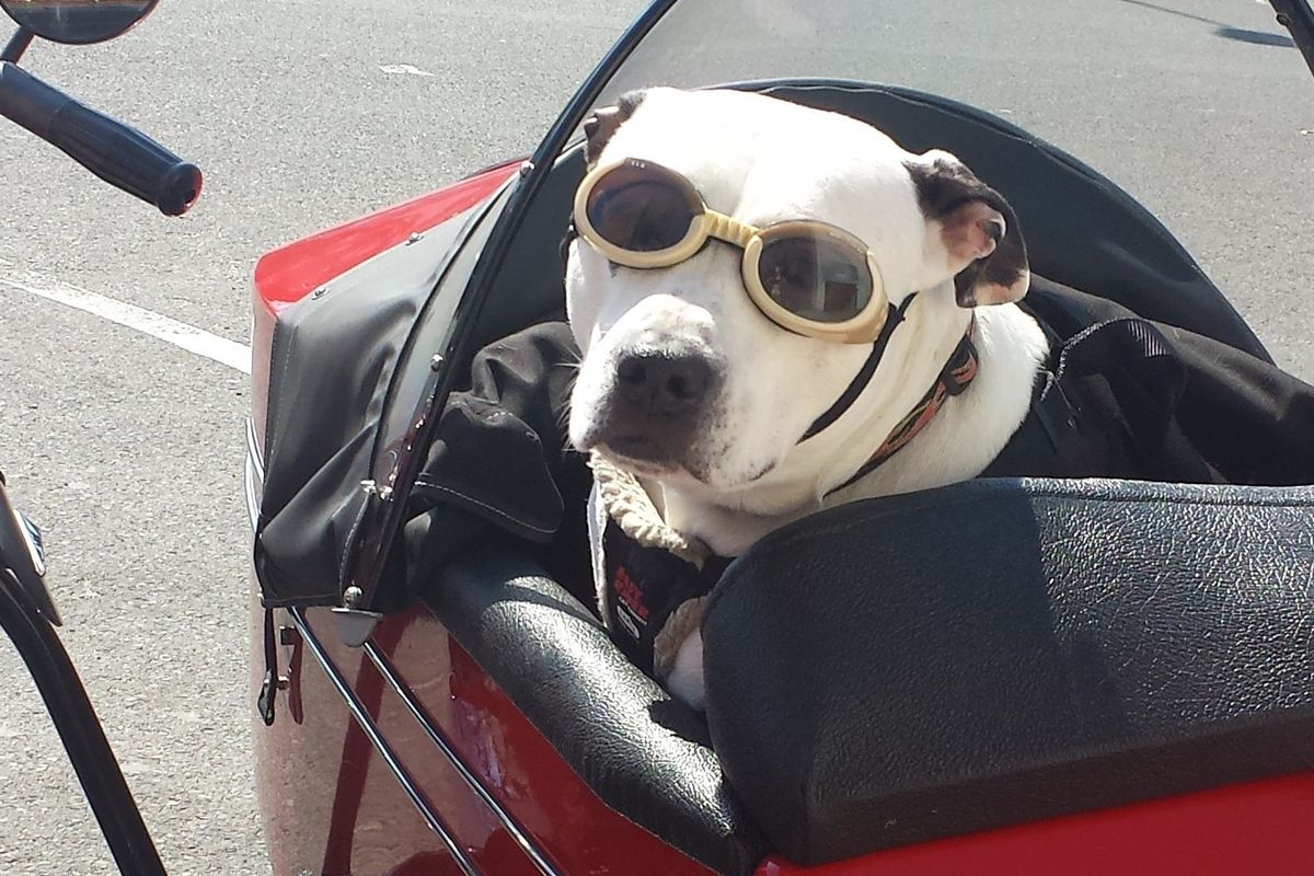 best dog carriers