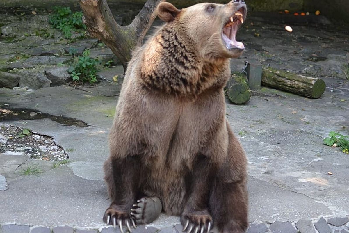 Woman Who Had Her Face Eaten By A Bear Would Like Some Medicare For All, Please!