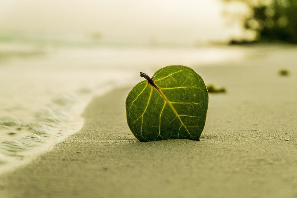 https://pixabay.com/photos/beach-leaf-green-nature-summer-394503/