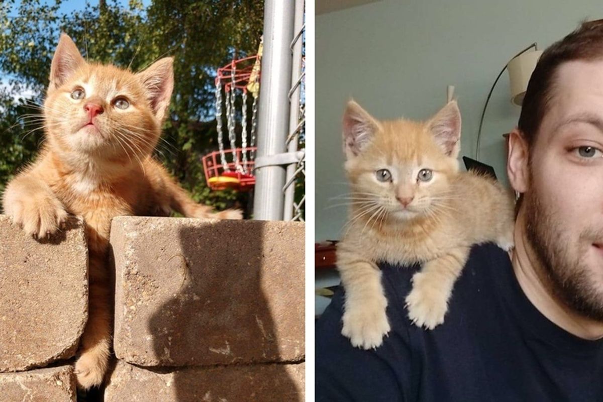 Stray Kitten Came Back to Man Who Was Kind to Him, and Decided to Stay