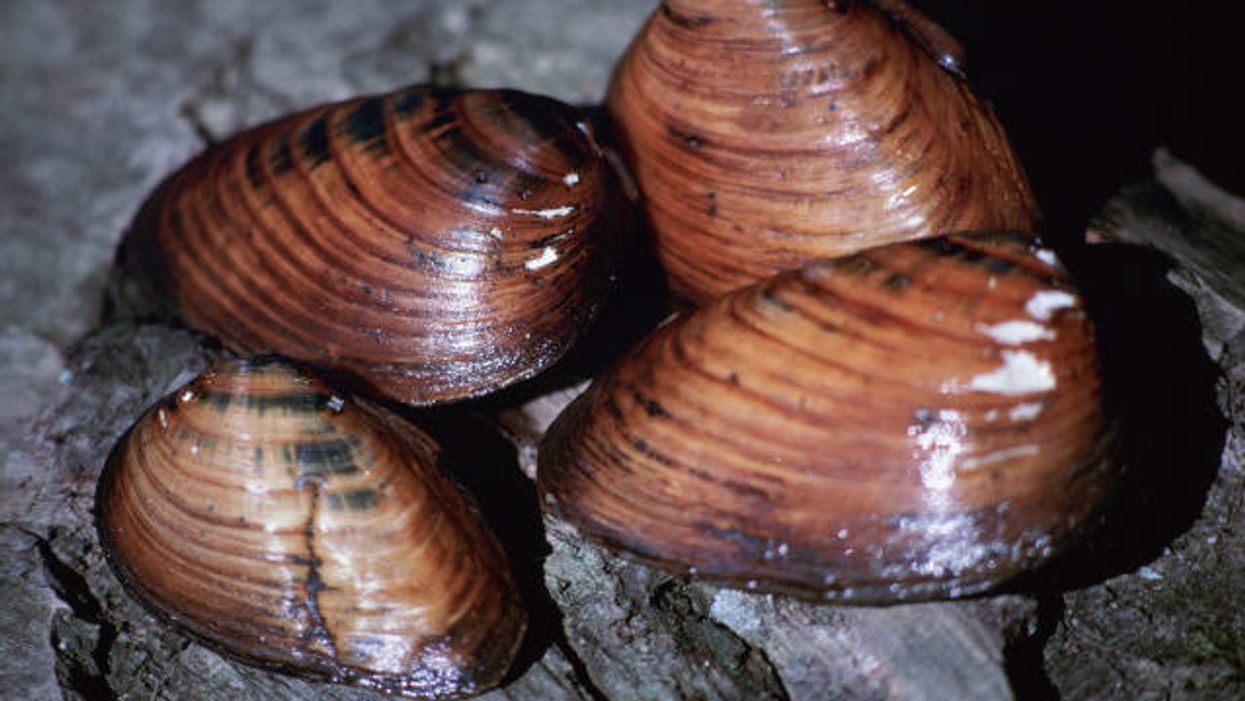 Fish and wildlife Service, mussels