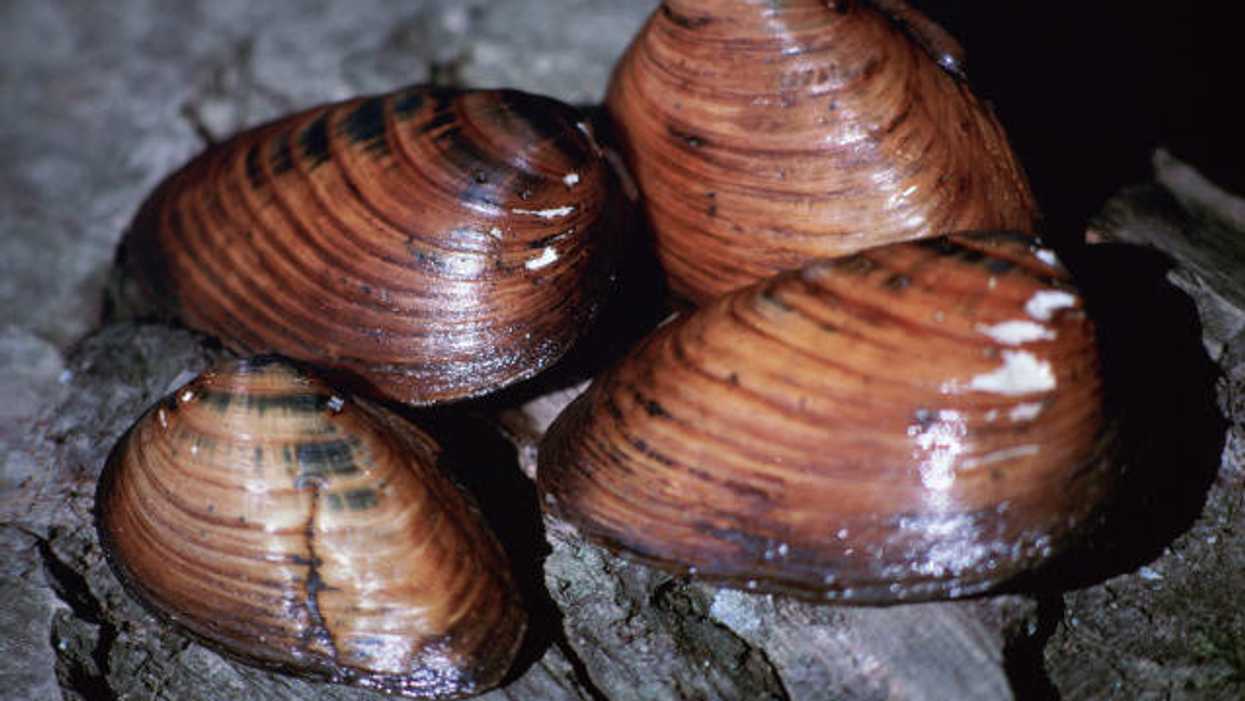 Fish and wildlife Service, mussels
