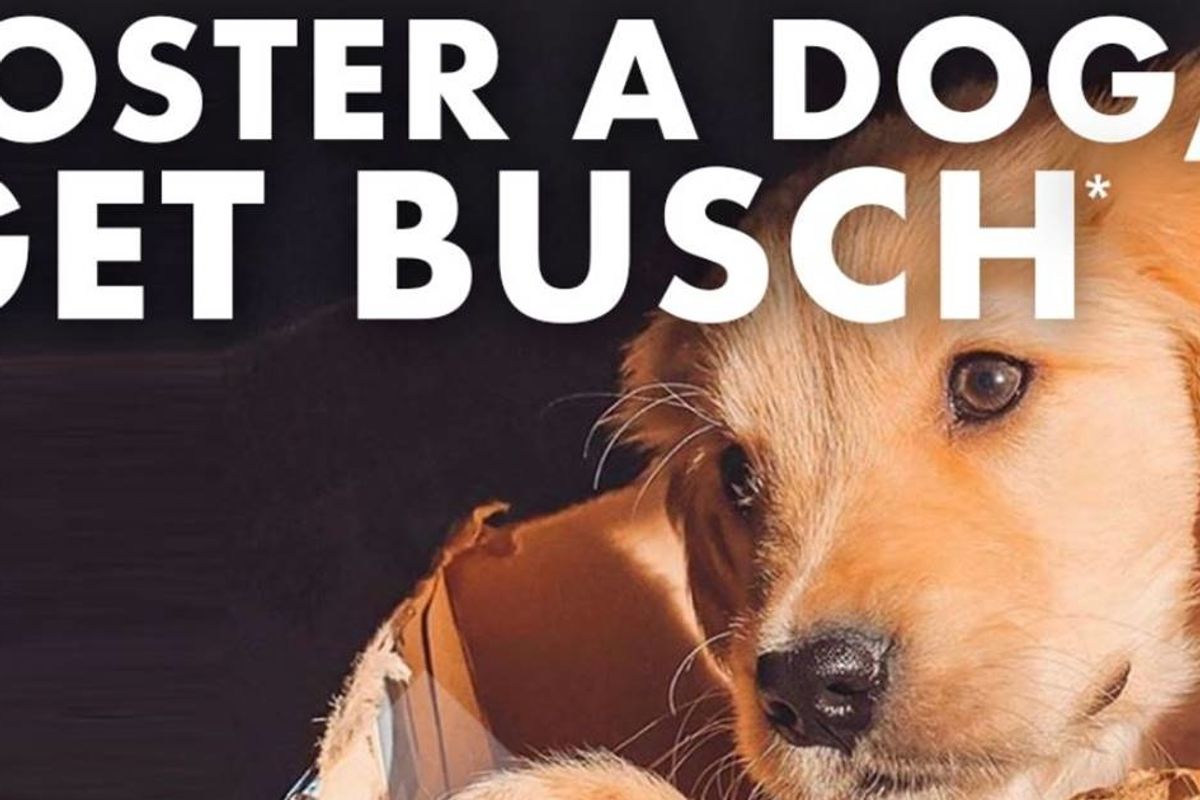 Busch is giving free beer to people who rescue shelter dogs during the coronavirus crisis