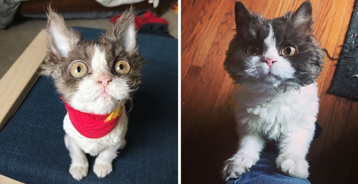 Kitten With Rare Condition Gets Her Fluff Back After She Finds Family of Her Dreams