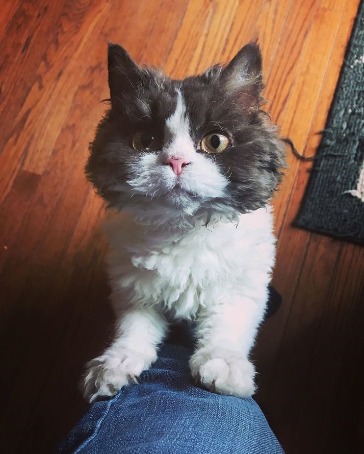 Majorly Miffed Meow Meows: 17 Pics Of Absolutely Peeved, Yet Still