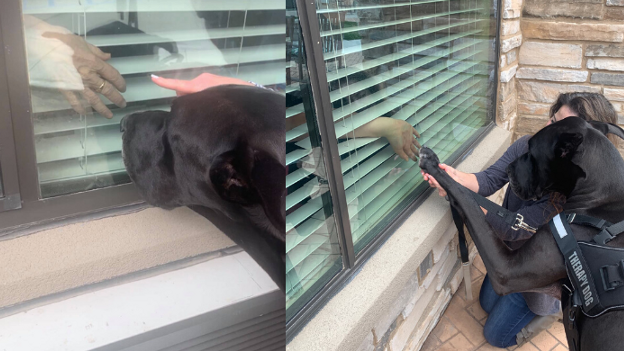 This therapy dog is making window visits to quarantined seniors because he's a very good boy