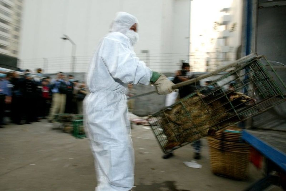China's global wildlife trade may finally meet its end thanks to the coronavirus
