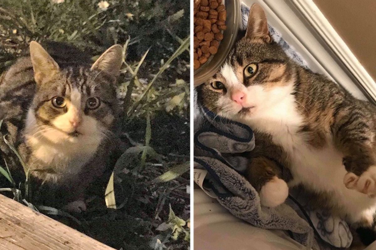 Stray Cat Waits Outside the Perfect Home for Help
