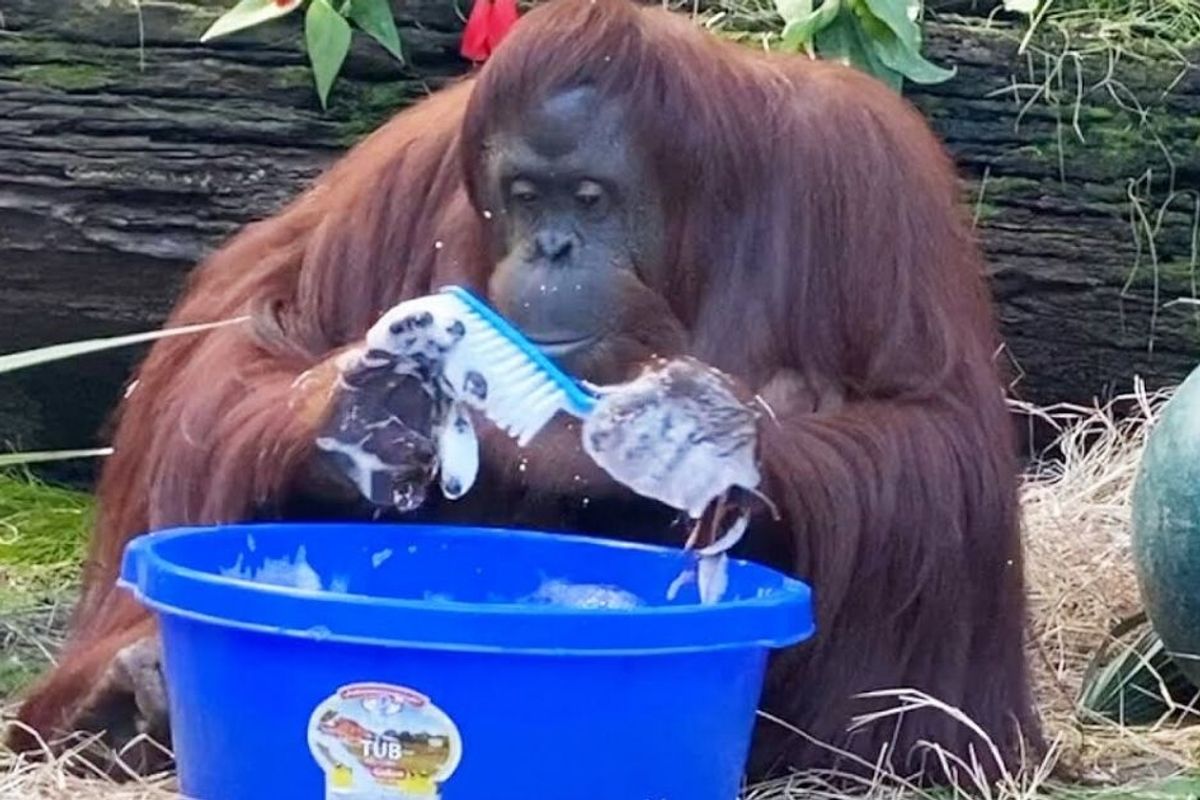 Sandra the orangutan has started washing her hands after observing her caretakers do it