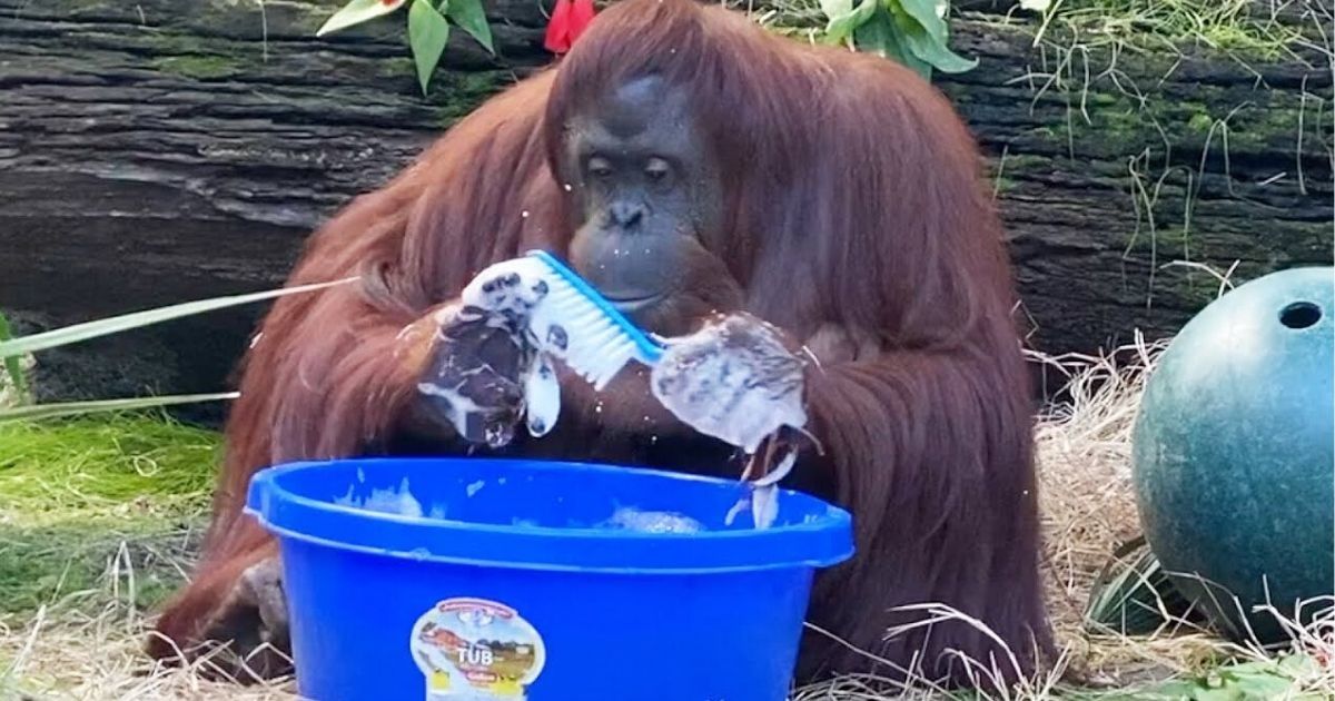 Sandra the orangutan has started washing her hands after observing her caretakers do it