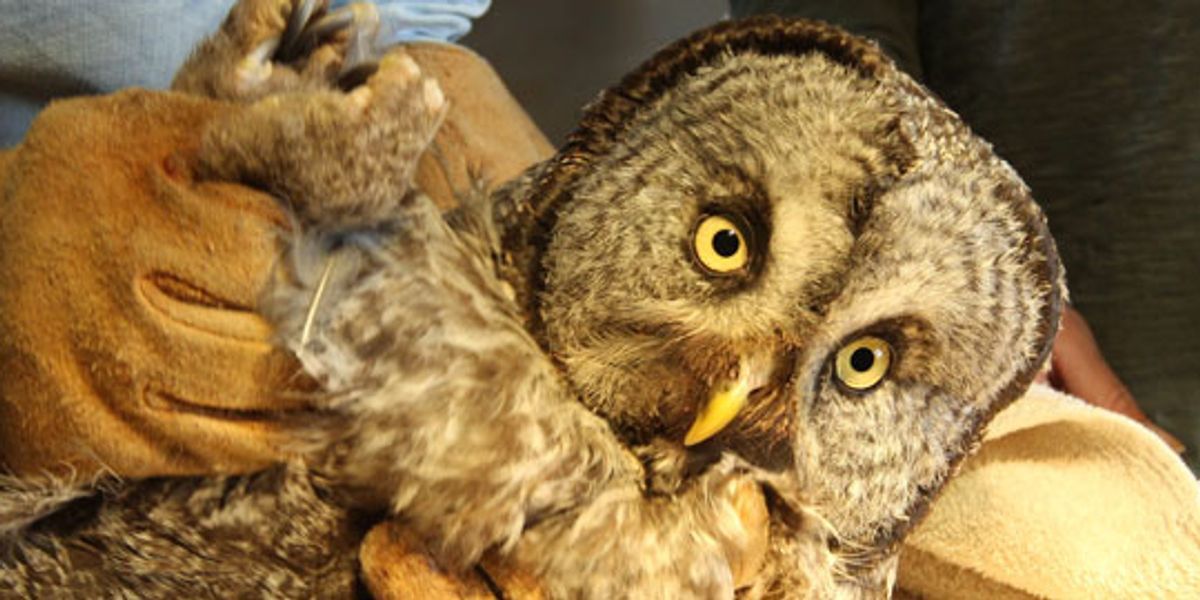 Winged Warnings: Built for survival, birds in trouble from pole to pole