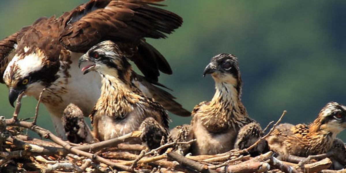 Winged Warnings: Osprey whisperers
