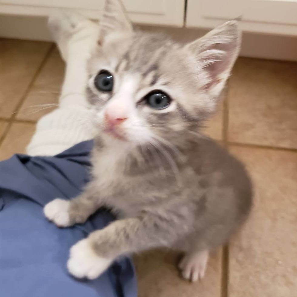 Kitten Found Alone on a Porch, Discovers Cuddles and Insists on More ...