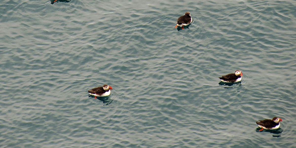 Winged Warnings: Empty nests of the North