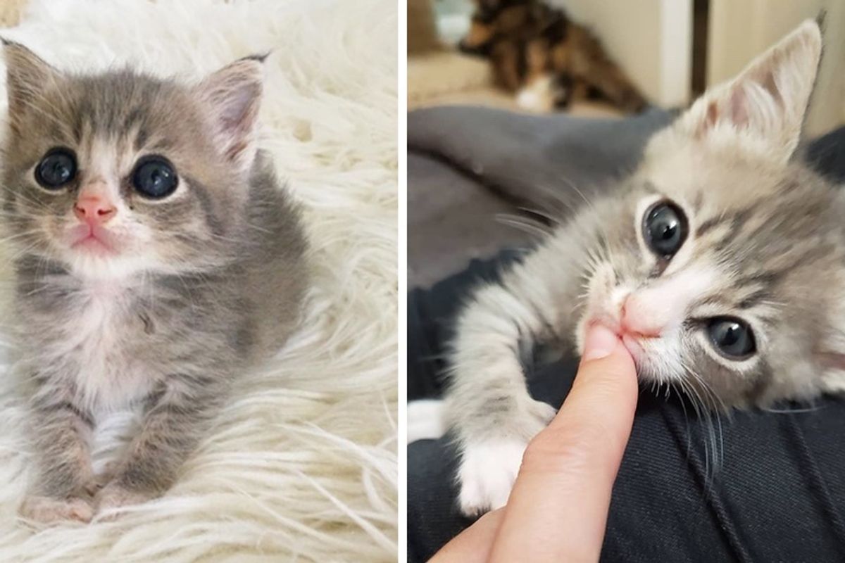 Kitten Found Alone on a Porch, Discovers Cuddles and Insists on More