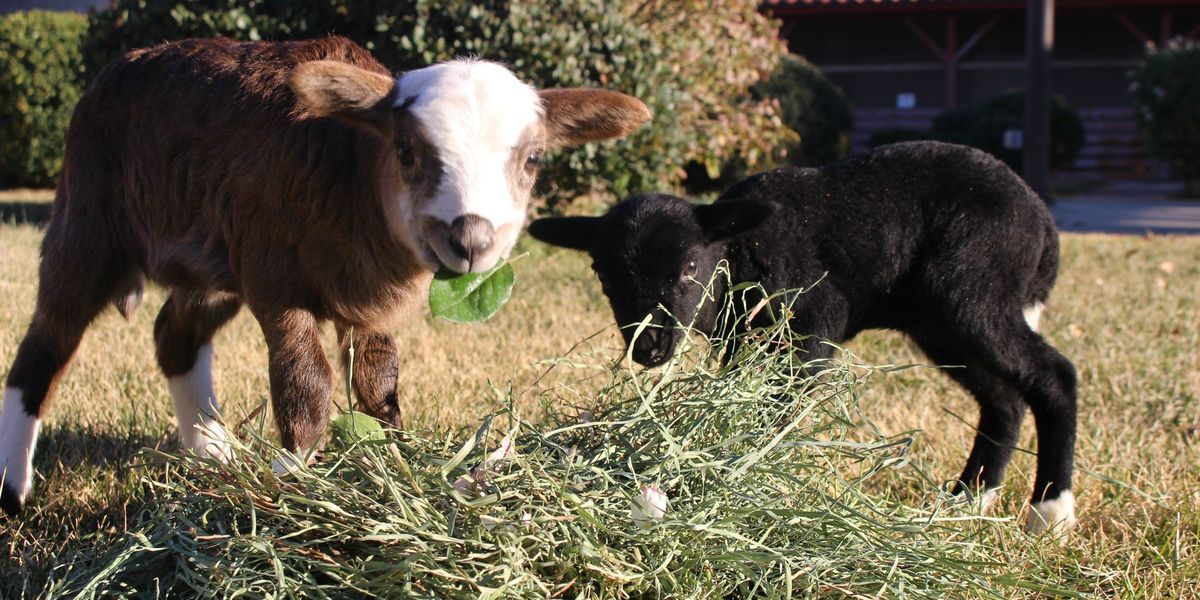 Our 8 Favorite Animal Instagram Accounts Popdust