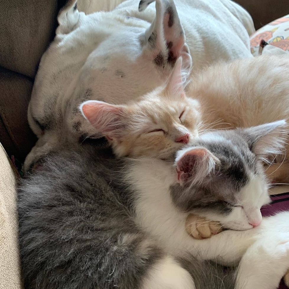 Deaf Dog Takes to Rescued Kittens and Showers Them with Cuddles - Love Meow