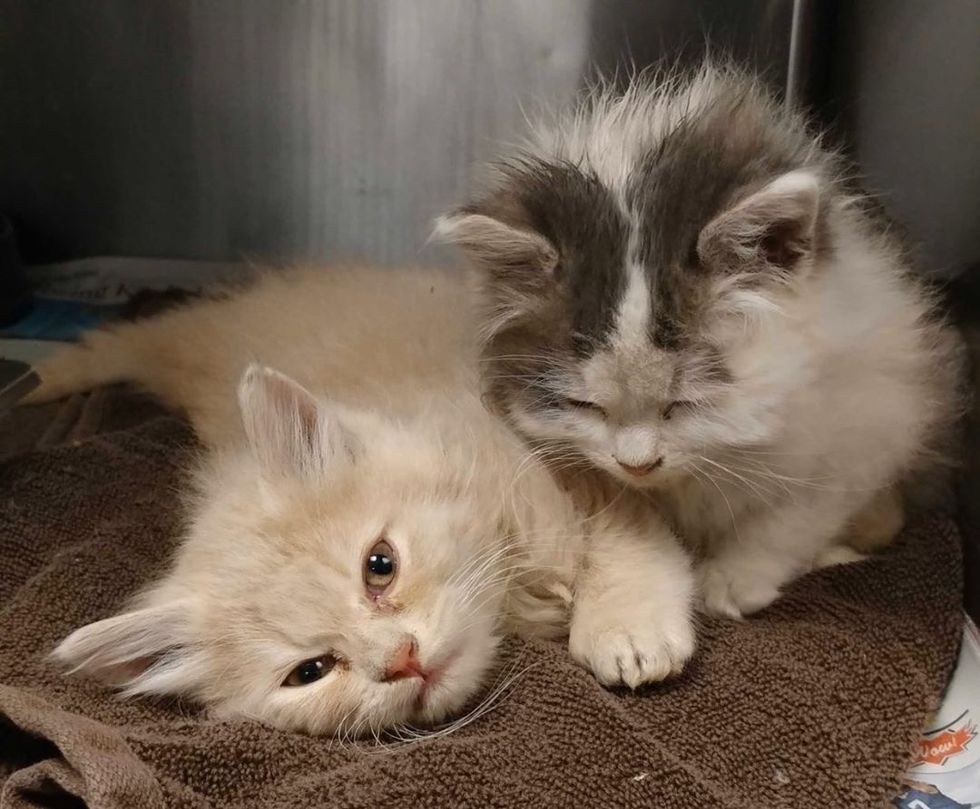 Deaf Dog Takes to Rescued Kittens and Showers Them with Cuddles - Love Meow