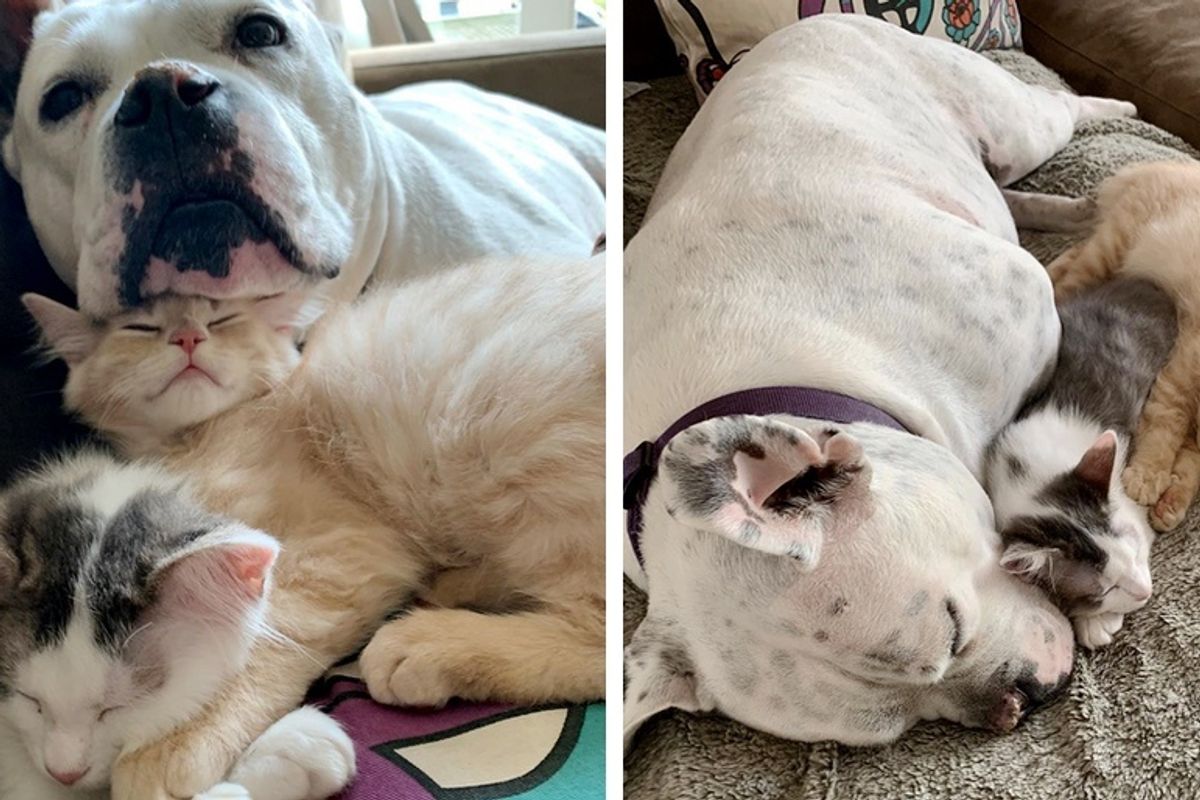 Deaf Dog Takes to Rescued Kittens and Showers Them with Cuddles