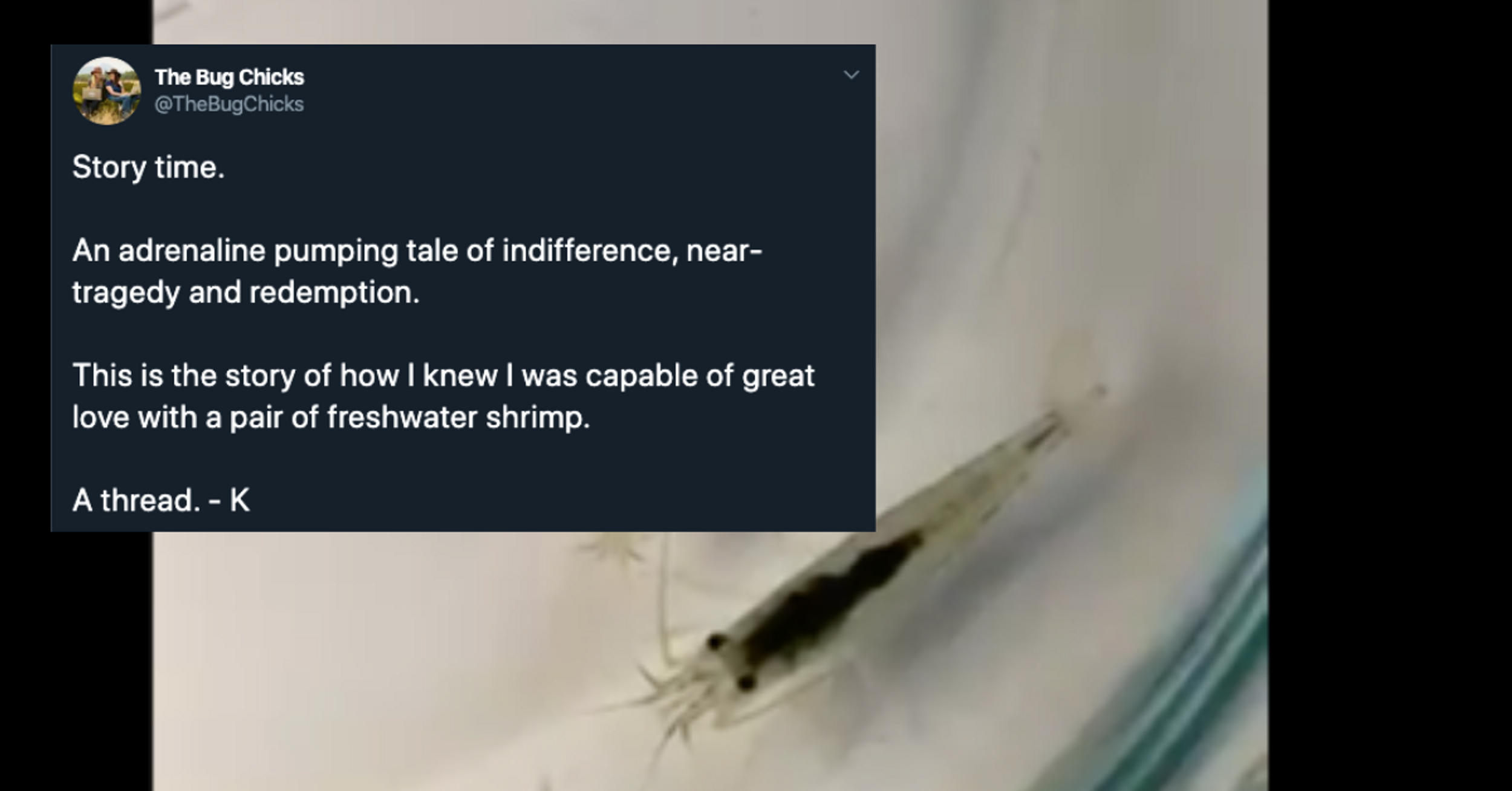 Woman Taps Into A Previously Unknown Reserve Of Love During A Tense Experience With Her New Pair Of Pet Freshwater Shrimp