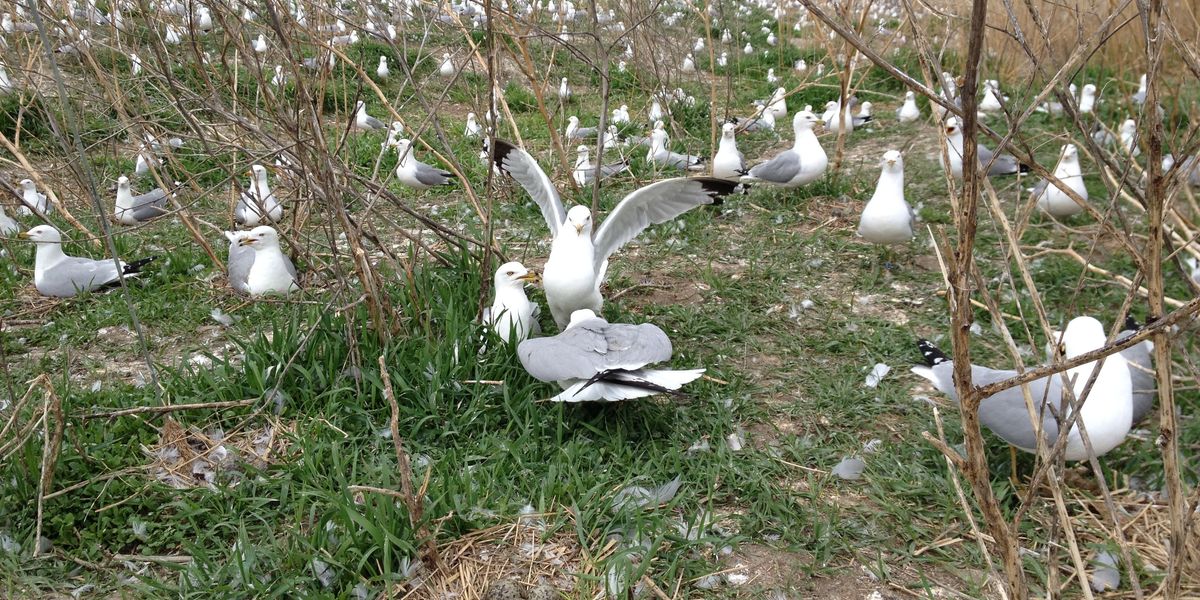 Winged Warnings: Toxic gulls