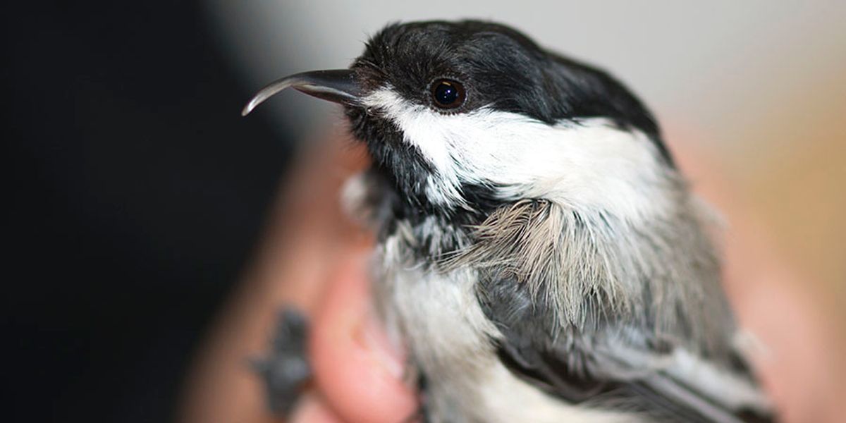 Winged Warnings: Twisted beaks
