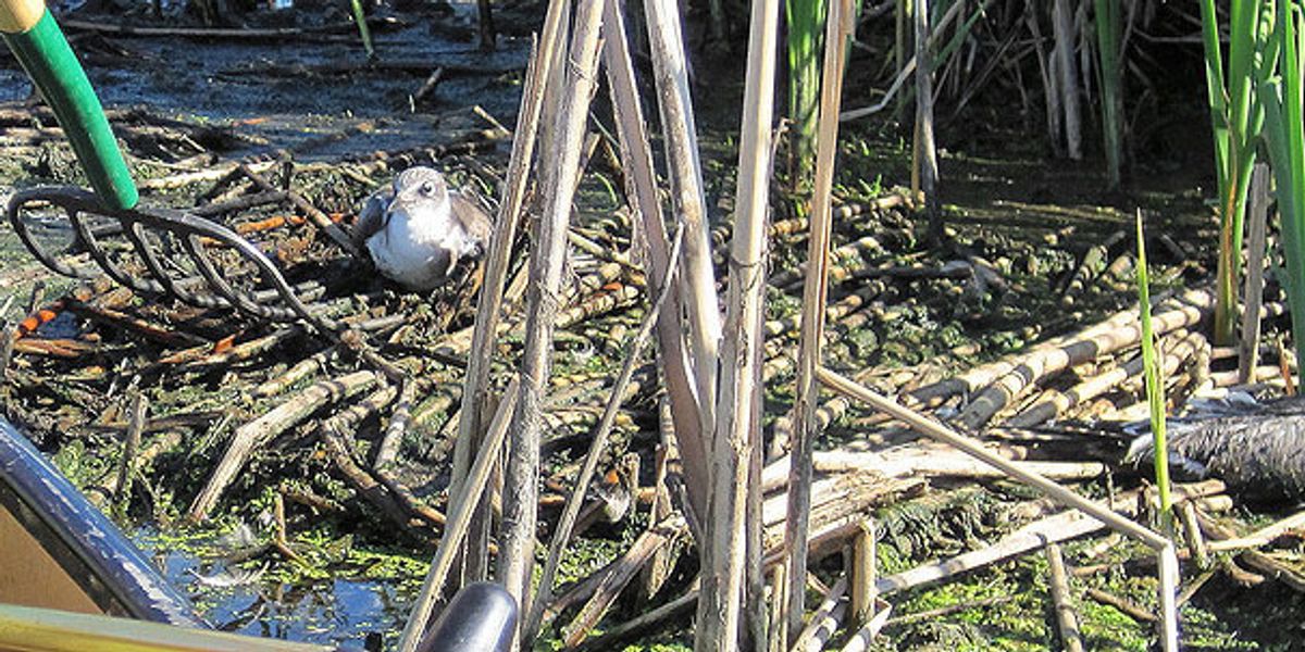 Winged Warnings: Mass murder by botulism