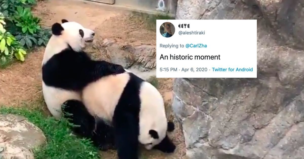 It Took Quarantine And An Empty Zoo For Two Giant Pandas To Finally Get It On After 10 Years Together
