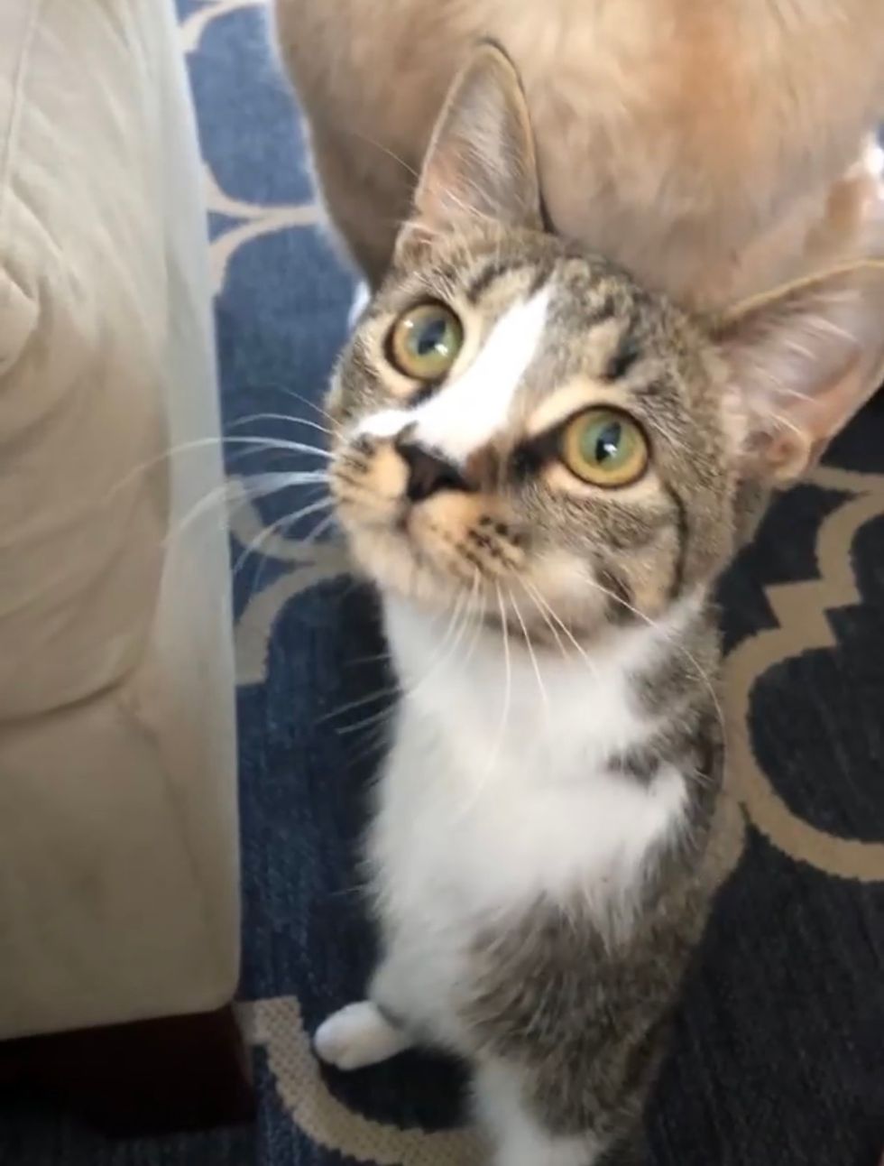 Kitten With Only 2 Legs Hops Her Way into the Perfect Home - Love Meow