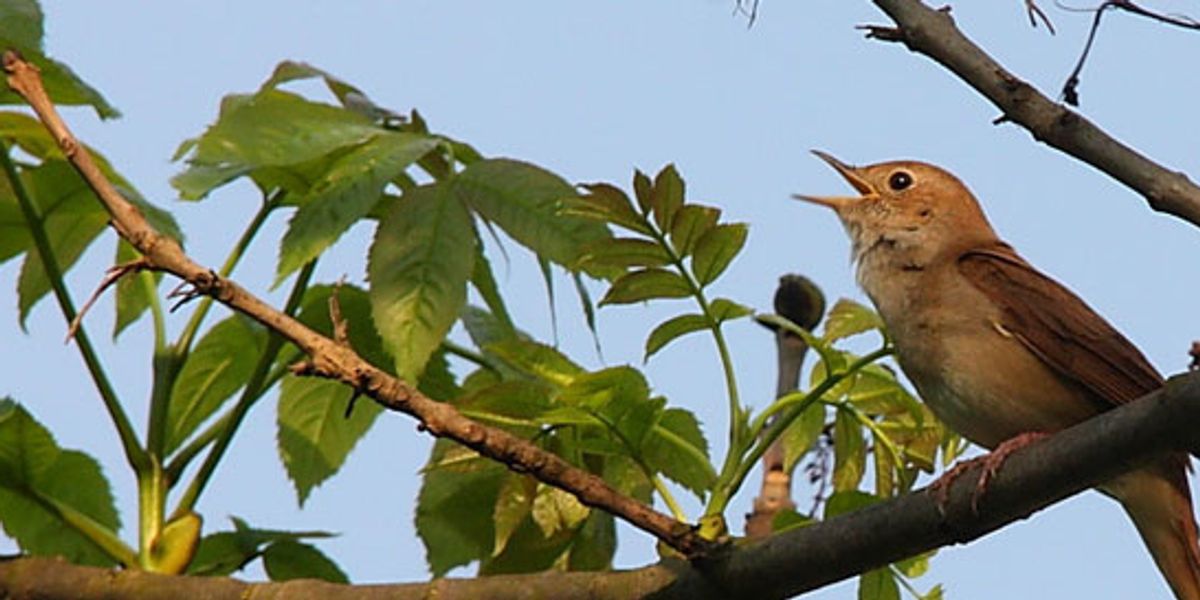 Opinion: We must hear – and heed – the nightingale's warning