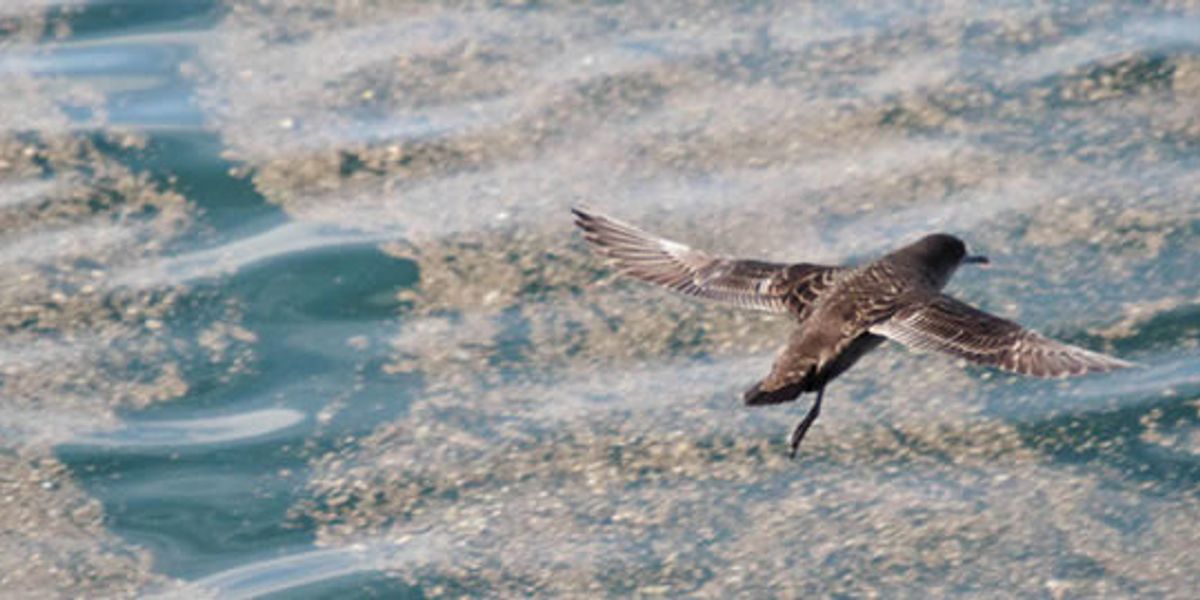 Winged Warnings: A perilous journey