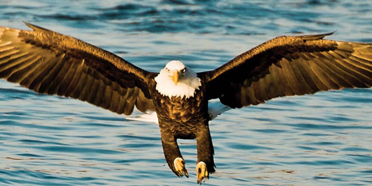 Opinion: Lakota values soar with the eagles