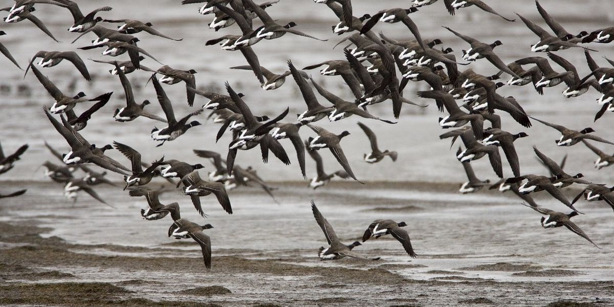 Good for the gander? As Alaska warms, a goose forgoes a 3,300mile migration