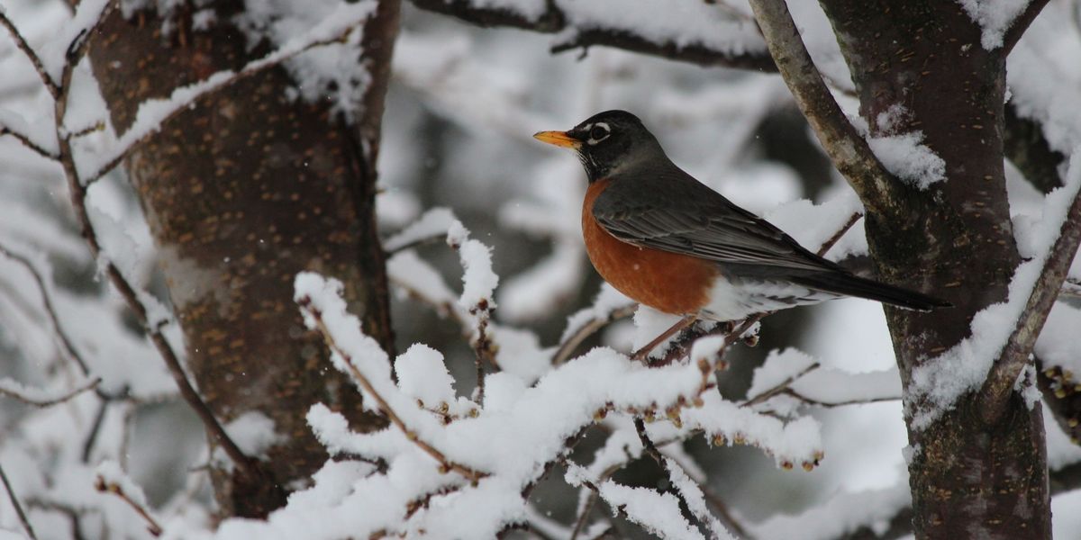 Songbirds dying from DDT in Michigan yards; Superfund site blamed