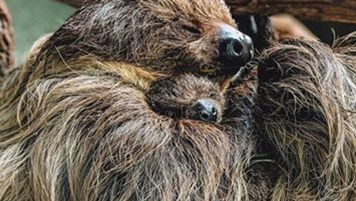 Here's your chance to name a baby sloth just born at The Virginia Zoo