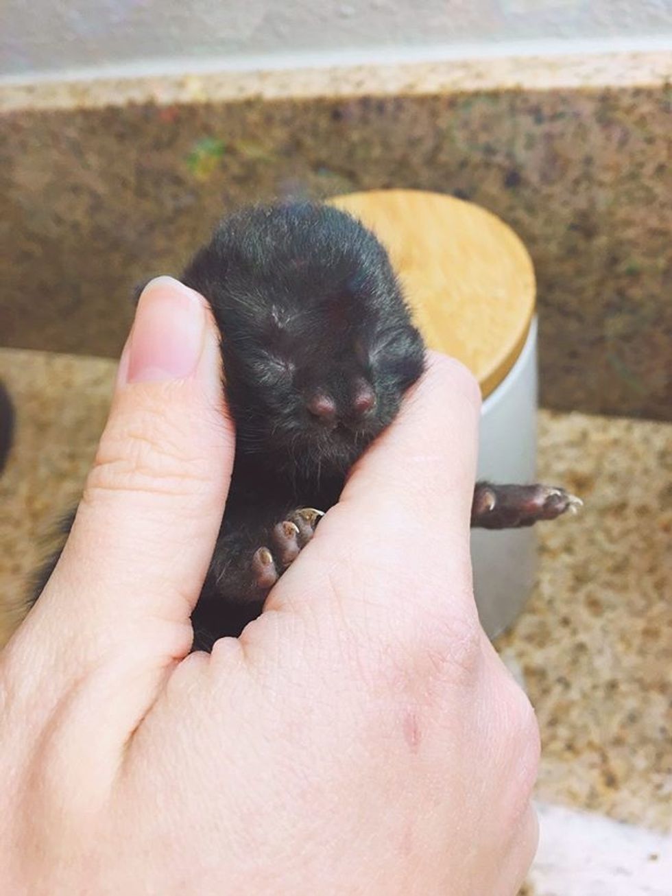 Kitten Found in Backyard Has the Sweetest Face and Fighting Spirit ...