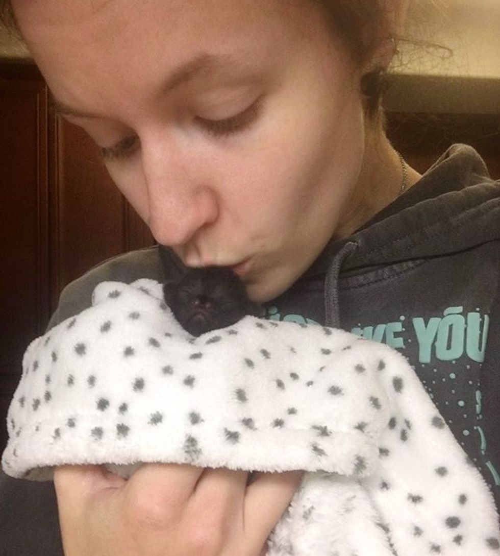 cute, kitten, cleft nose, kiss
