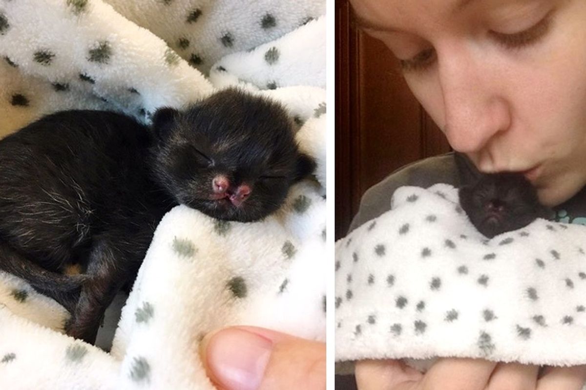 Kitten Found in Backyard Has the Sweetest Face and Fighting Spirit