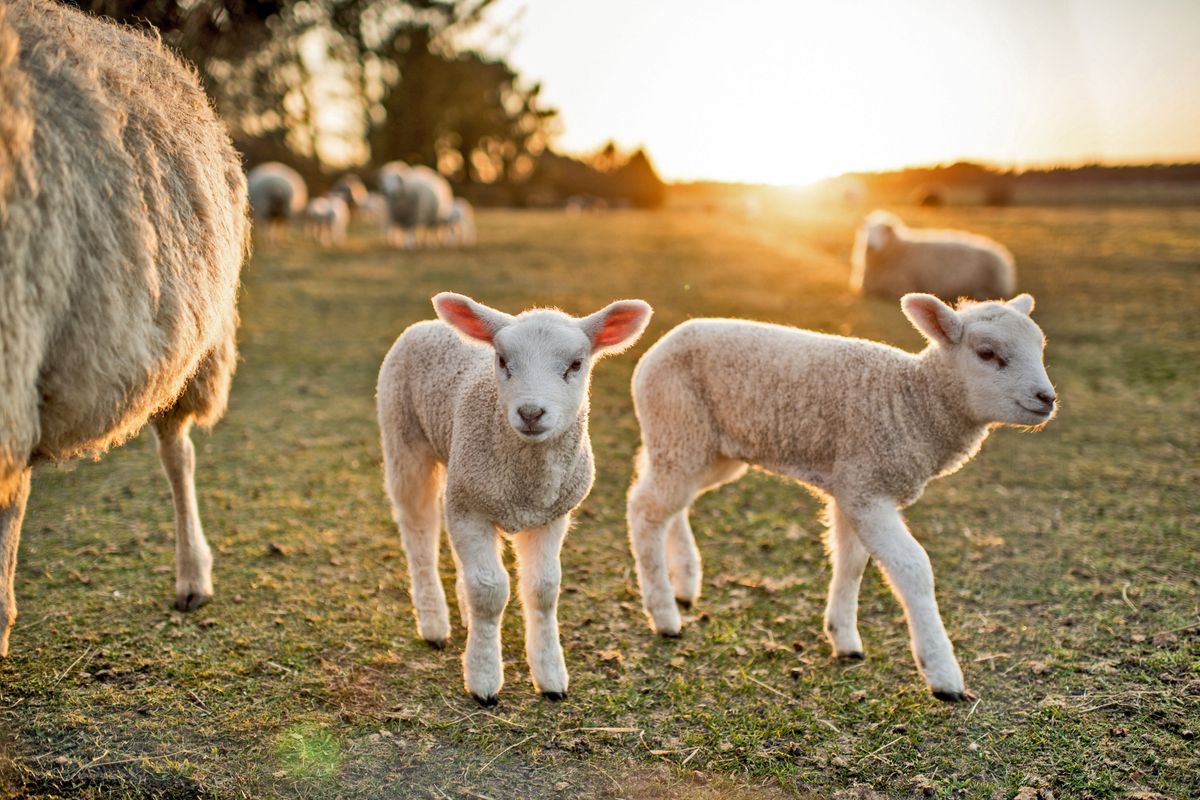 Pasqua, la resurrezione dei peccati di gola
