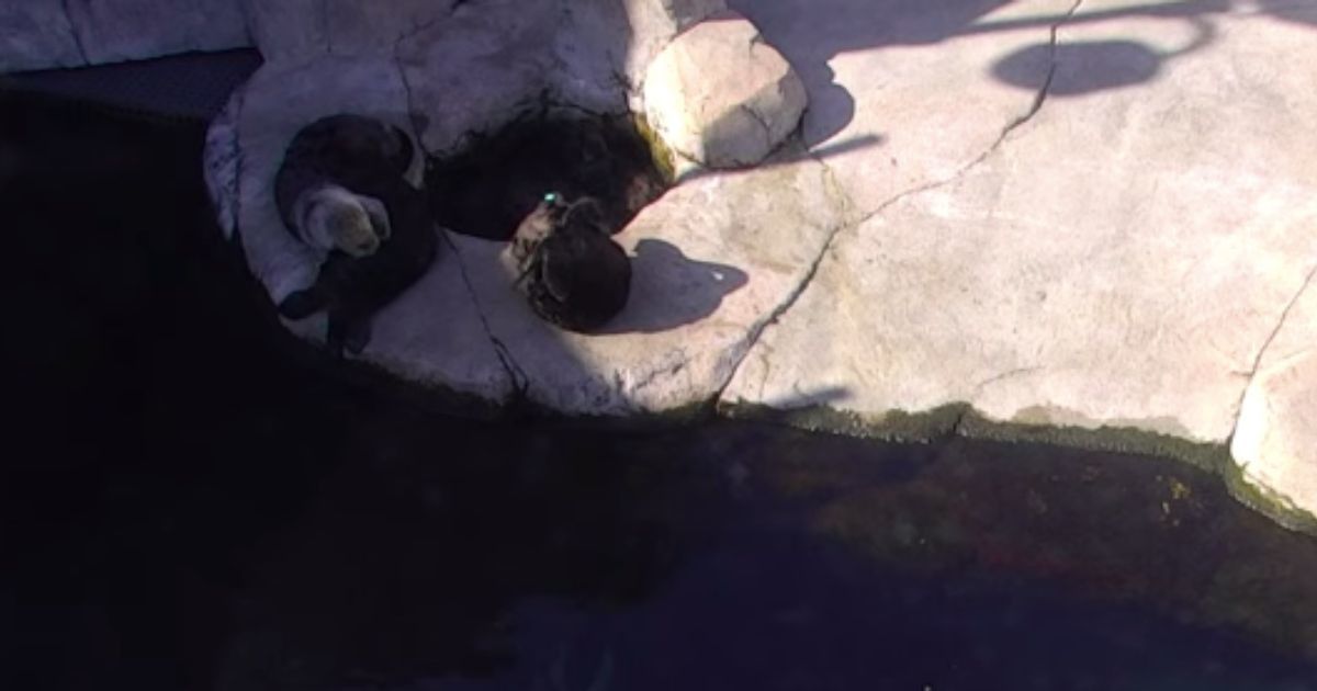 Monterey Bay Aquarium set up a live cam on their otters, so now this is what we're doing all day