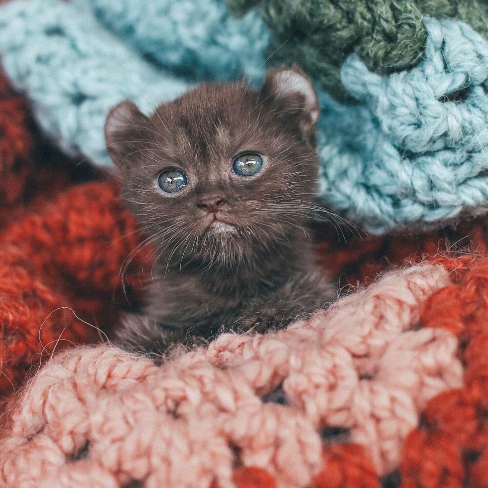 highland lynx kitten, cute