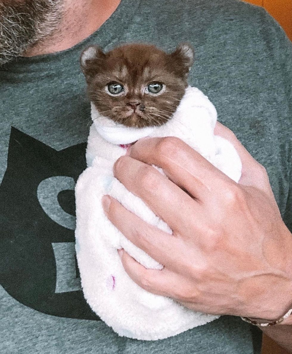 purrito, cute, kitten, cuddle