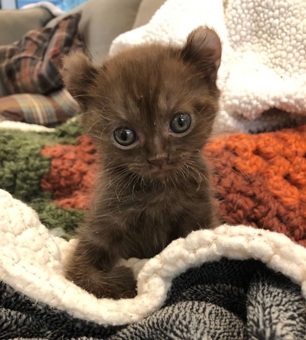 highland lynx kitten, twisted legs