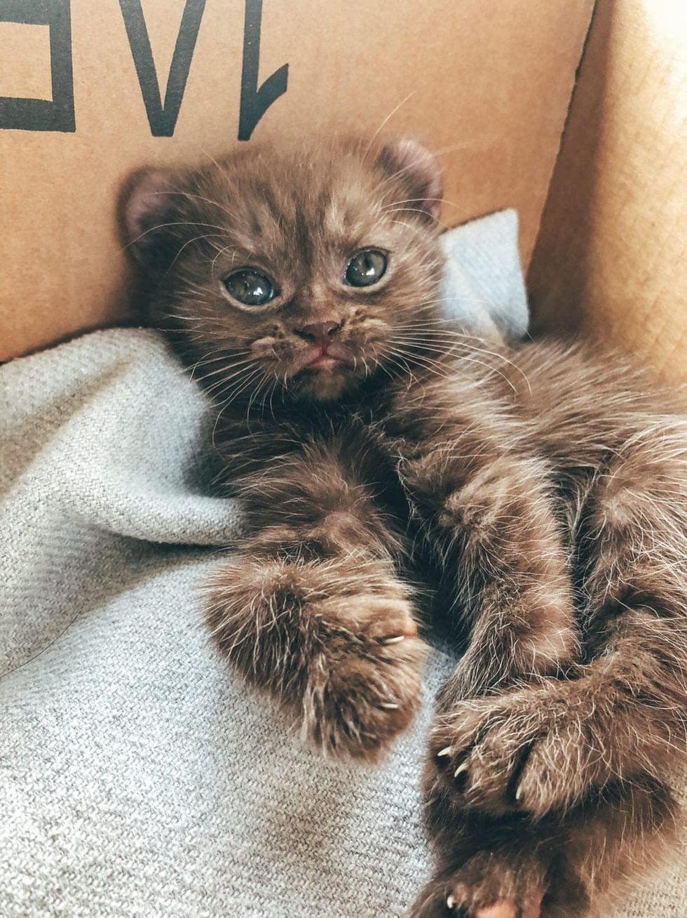 highland lynx kitten, bear cat